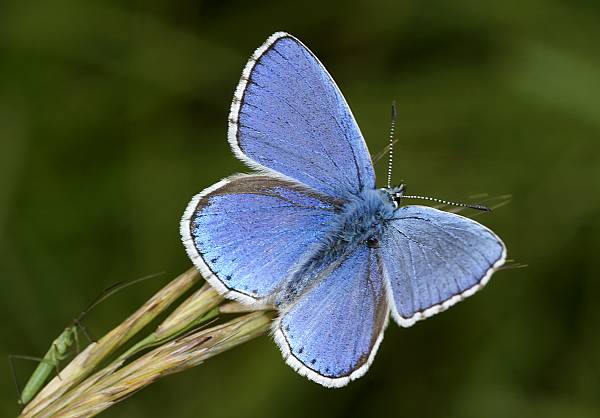 Polyommatus bellargus