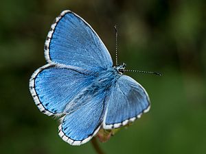 Polyommatus bellargus