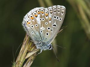 Polyommatus bellargus