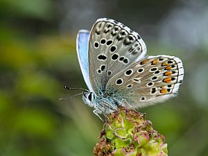 Polyommatus bellargus