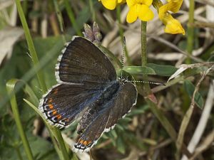 Polyommatus bellargus Weibchen