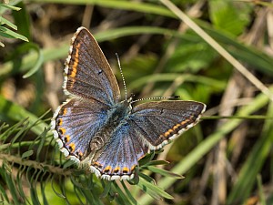 Polyommatus bellargus Weibchen