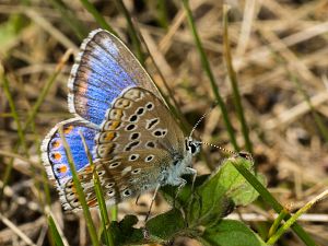 Polyommatus bellargus Weibchen