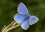 Polyommatus bellargus