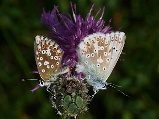 Polyommatus coridon