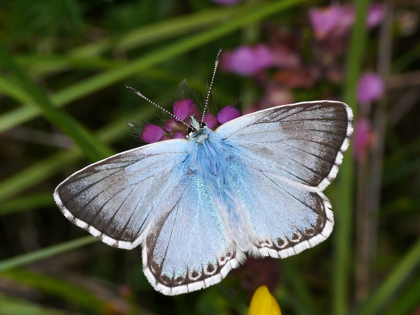 Polyommatus coridon