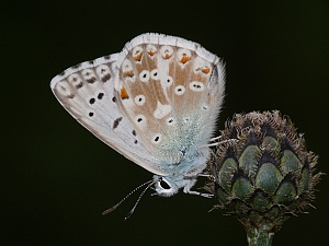 Polyommatus coridon