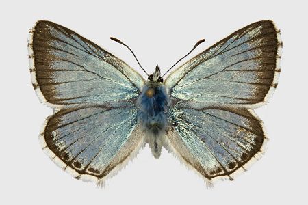 Polyommatus coridon