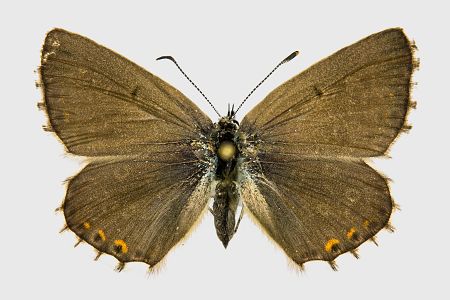 Polyommatus coridon