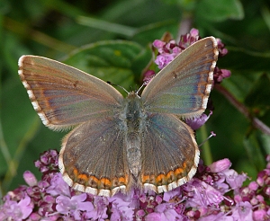 Polyommatus coridon