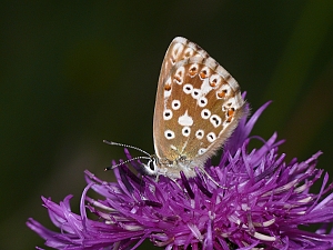 Polyommatus coridon