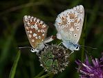 Polyommatus coridon