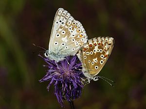 Polyommatus coridon