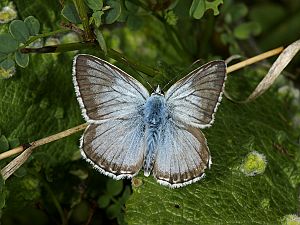 Polyommatus coridon