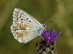 Polyommatus coridon