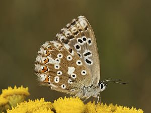 Polyommatus coridon