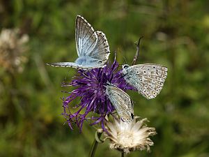 Polyommatus coridon