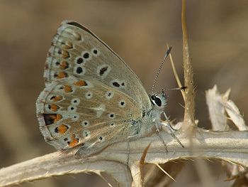 Polyommatus cornelia