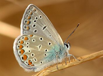 Polyommatus cornelia