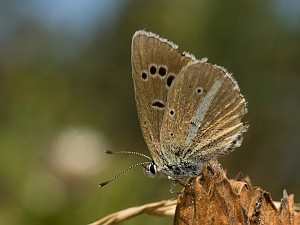 Polyommatus damon