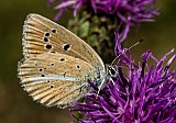 Polyommatus damon