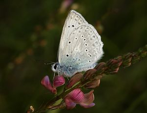 Polyommatus daphnis