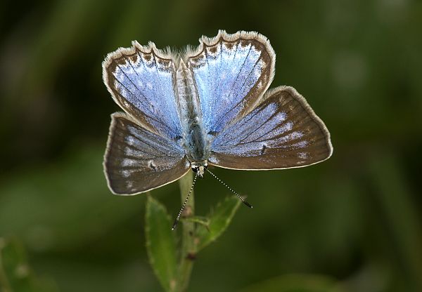 Polyommatus daphnis