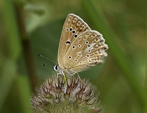 Polyommatus daphnis