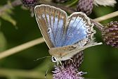 Polyommatus daphnis