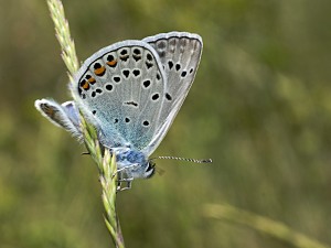 Polyommatus eros