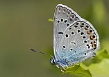 Polyommatus eros