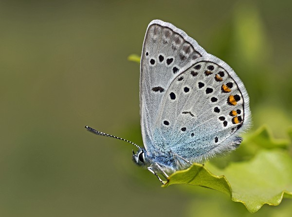 Polyommatus eros