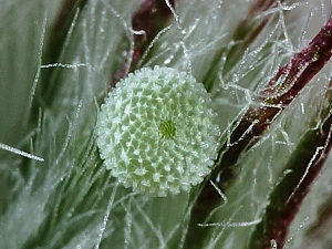 Polyommatus icarus Ei