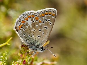 Polyommatus icarus