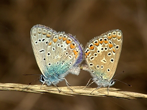 Polyommatus icarus