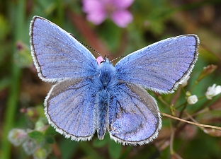 Polyommatus icarus