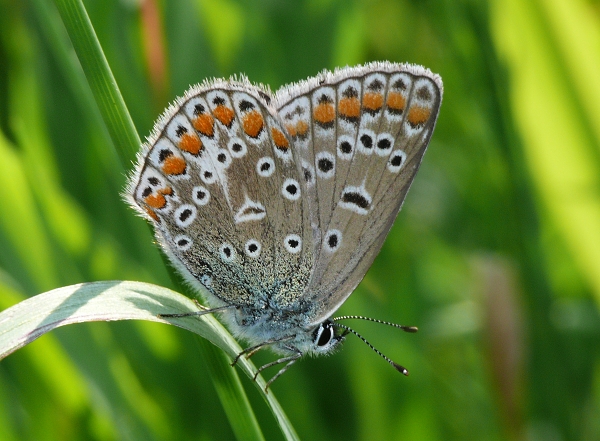 Polyommatus icarus