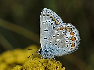 Polyommatus icarus