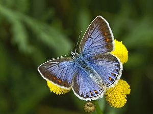 Polyommatus icarus