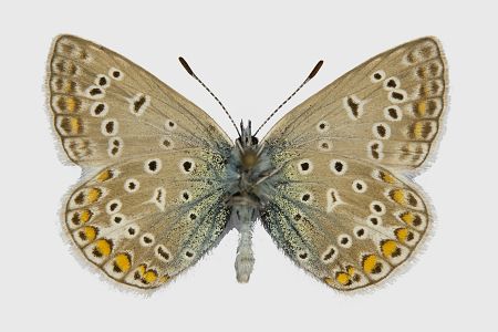 Polyommatus icarus