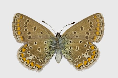 Polyommatus icarus