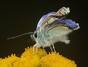 Polyommatus icarus