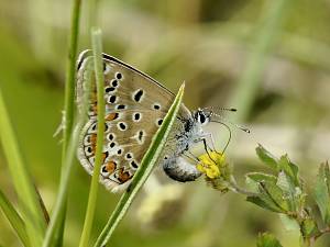 Polyommatus icarus