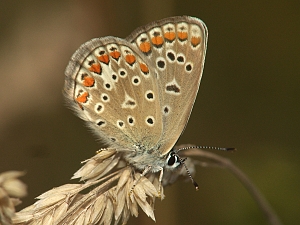 Polyommatus icarus