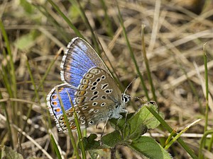 Polyommatus icarus