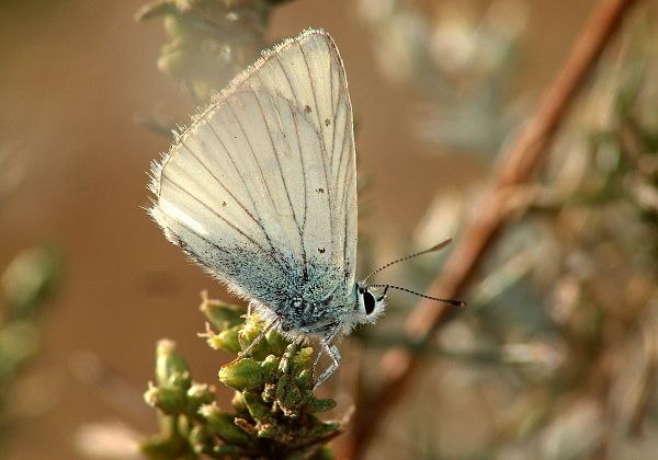 Polyommatus menalcas