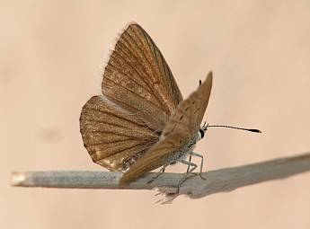 Polyommatus ripartii