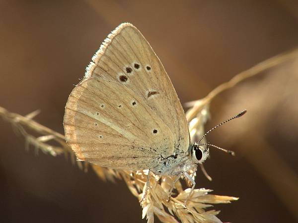 Polyommatus ripartii