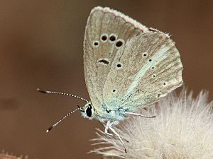 Polyommatus ripartii