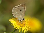 Polyommatus ripartii